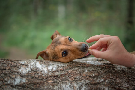 Jack Russell Terrier on a walk in the summer forest.の写真素材