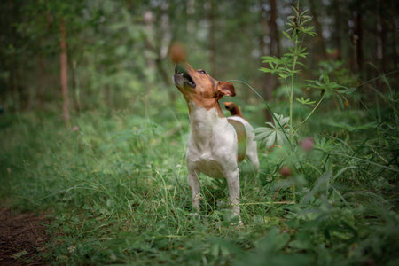 Jack Russell Terrier on a walk in the summer forest.の写真素材
