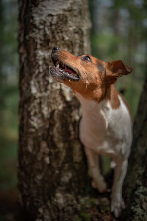 Jack Russell Terrier on a walk in the summer forest.の写真素材