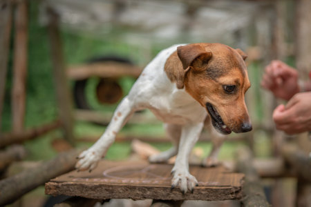 Jack Russell Terrier on a walk in the summer forest.の写真素材