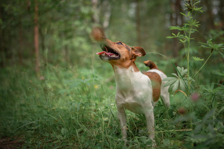 Jack Russell Terrier on a walk in the summer forest.の写真素材