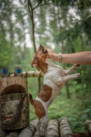 Dog on a walk in the summer forest.