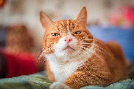 Portrait of a beautiful elderly ginger cat in a home studio.の写真素材