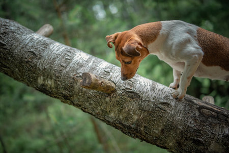 Jack Russell Terrier on a walk in the summer forest.の写真素材