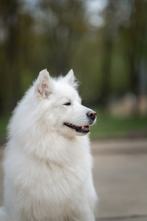 Portrait of a beautiful dog breed Samoyed in the city park.の写真素材