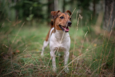 Jack Russell Terrier on a walk in the summer forest.の写真素材