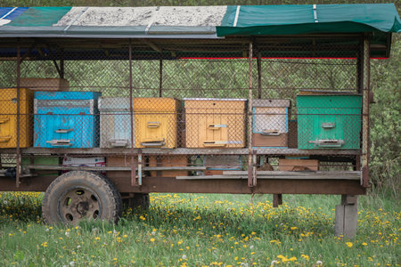 Village transportable apiary on a cart, stands on the field. bees collect honey.の写真素材