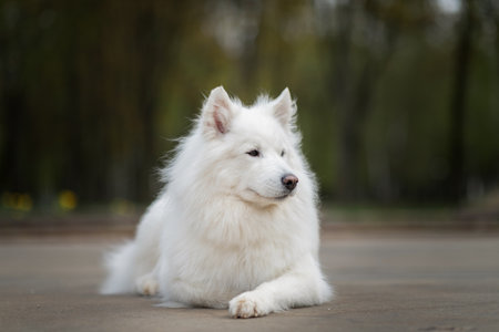 Portrait of a dog breed Samoyed in the city park.の写真素材