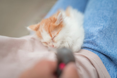 Beautiful little kitten on the lap of a girl in blue jeans.の写真素材