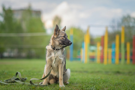Beautiful dog on a leash for a walk in the park.の写真素材