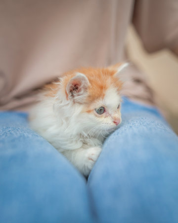 Beautiful little blue-eyed kitten on the lap of a girl in blue jeans.の写真素材