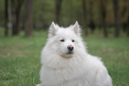 Portrait of a beautiful thoroughbred Samoyed in a city park in early autumn.の写真素材