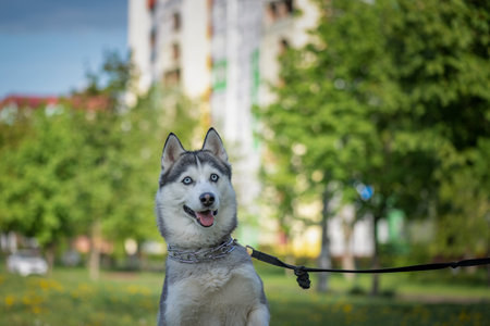 Beautiful thoroughbred husky on a walk on a leash in a summer park.の写真素材
