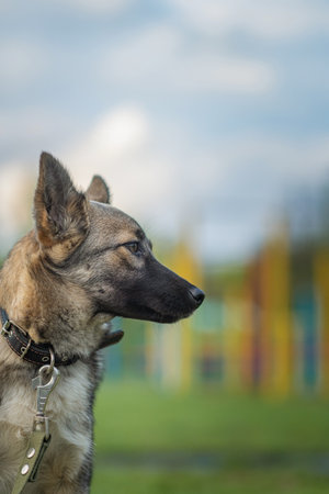 Beautiful dog on a leash for a walk in the park.の写真素材
