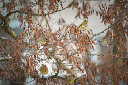 A sparrow sits on a tree branch at the beginning of winter.の写真素材