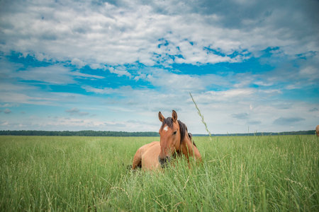 Young beautiful thoroughbred horses graze on a summer meadow.の写真素材