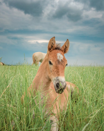 Young beautiful thoroughbred horses graze on a summer meadow.の写真素材