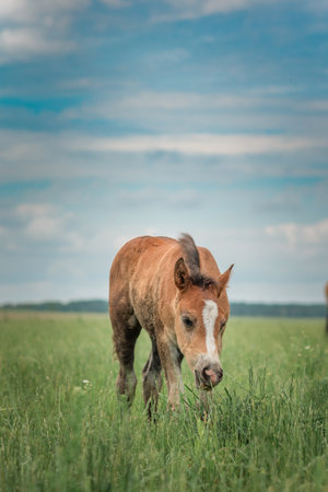Young beautiful thoroughbred horses graze on a summer meadow.の写真素材