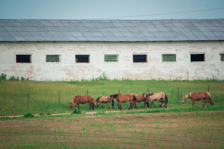 A herd of horses runs from the stable to the pasture.の写真素材