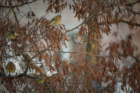 A sparrow sits on a tree branch at the beginning of winter.の写真素材