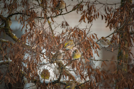 A sparrow sits on a tree branch at the beginning of winter.の写真素材