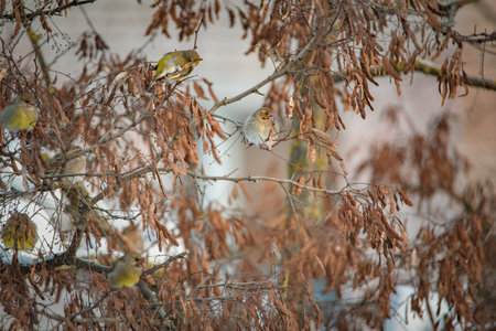 A sparrow sits on a tree branch at the beginning of winter.の写真素材