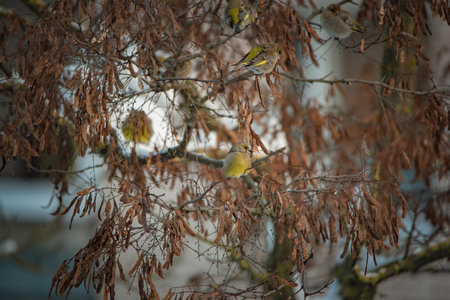 A sparrow sits on a tree branch at the beginning of winter.の写真素材