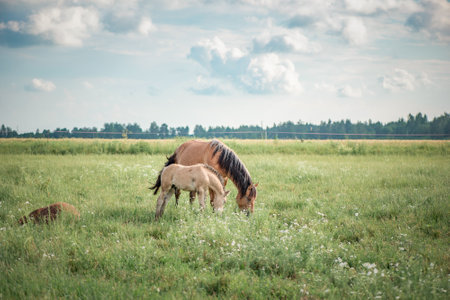 Young beautiful thoroughbred horses graze on a summer meadow.