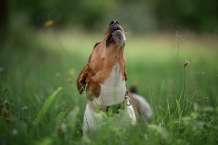 Beautiful Jack Russell Terrier on a walk in the park.の写真素材