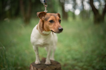 Beautiful thoroughbred Jack Russell Terrier on a walk in the park.の写真素材