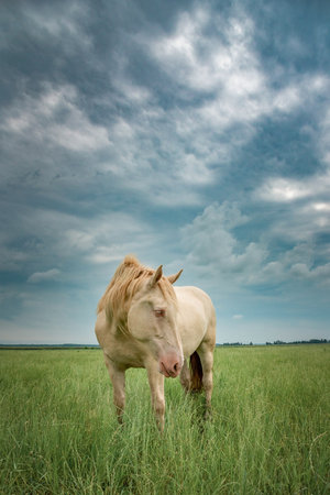 Young beautiful thoroughbred horses graze on a summer meadow.の写真素材