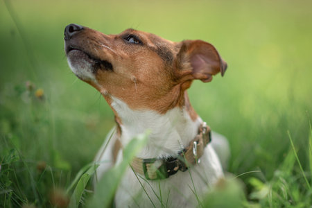 Beautiful thoroughbred Jack Russell Terrier on a walk in the park.の写真素材