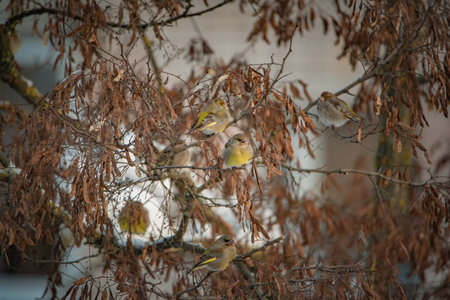 A sparrow sits on a tree branch at the beginning of winter.の写真素材