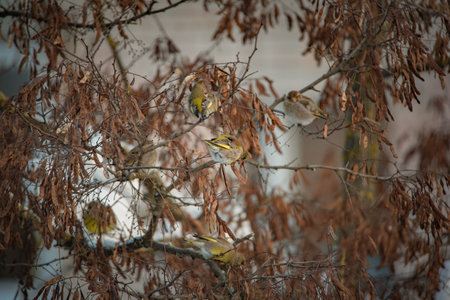 A sparrow sits on a tree branch at the beginning of winter.の写真素材