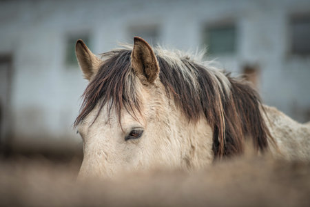 Beautiful thoroughbred horses at the stable in early spring.の写真素材