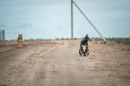 Portrait of a dog on a cloudy day.