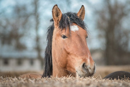 Beautiful thoroughbred horses at the stable in early spring.の写真素材