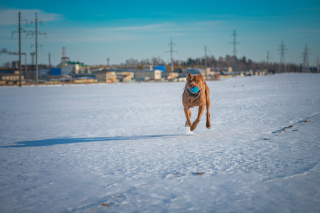 A beautiful American Pit Bull Terrier plays with a ball on a snowy field.