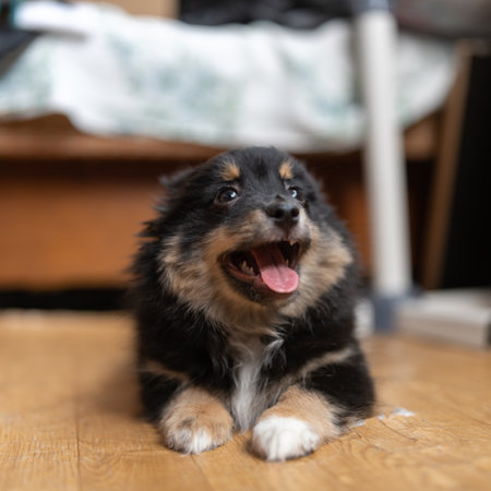 Beautiful purebred chihuahua in home studio.の写真素材