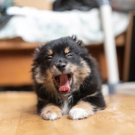 Beautiful purebred chihuahua in home studio.の写真素材