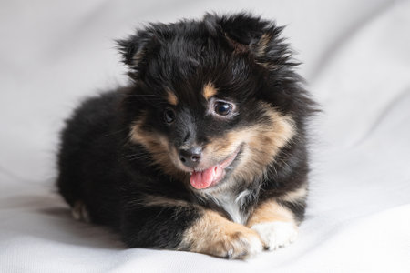 Beautiful purebred chihuahua in home studio.の写真素材