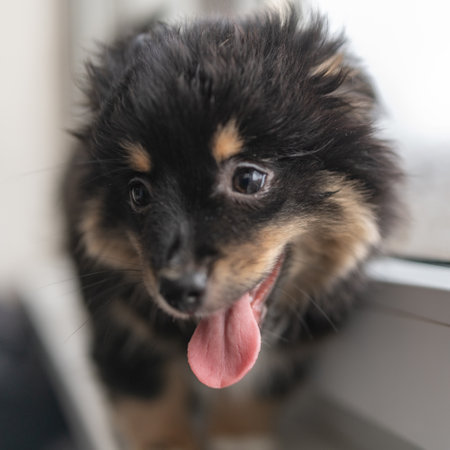 Beautiful purebred chihuahua in home studio.の写真素材