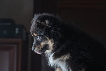 Beautiful purebred dog in home studio.の写真素材