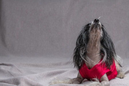 Portrait of a purebred dog in the studio on a gray background.の写真素材