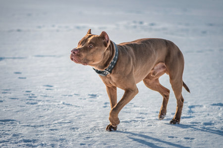 Portrait of a beautiful American Pit Bull Terrier in winter on a snowy field in sunny weather.の写真素材