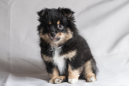 Beautiful purebred chihuahua in home studio.の写真素材