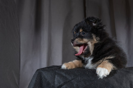 Beautiful purebred chihuahua in home studio.の写真素材