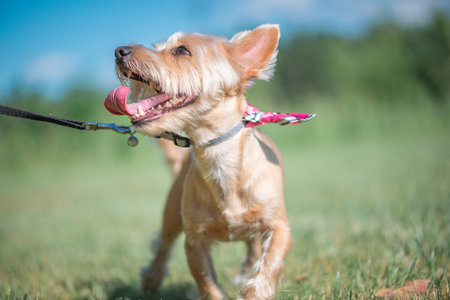 Beautiful purebred terrier on a walk in the summer forest.