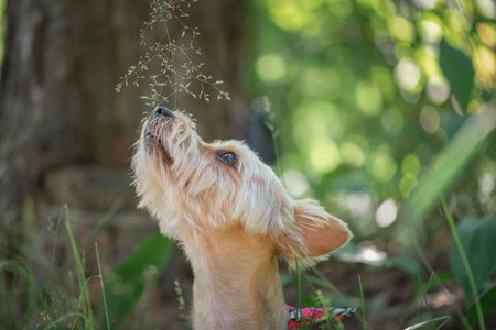 Beautiful purebred West Highland White Terrier on a walk in the summer forest.の写真素材