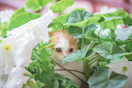 Portrait of a beautiful little kitten in flowers.の写真素材